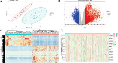 Comprehensive Analysis of the Prognostic Role and Mutational Characteristics of m6A-Related Genes in Lung Squamous Cell Carcinoma